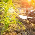Asian farmer using digital tablet in corn crop cultivated field with smart farming interface icons and light flare sunset effect. Smart and new technology for agriculture business concept.